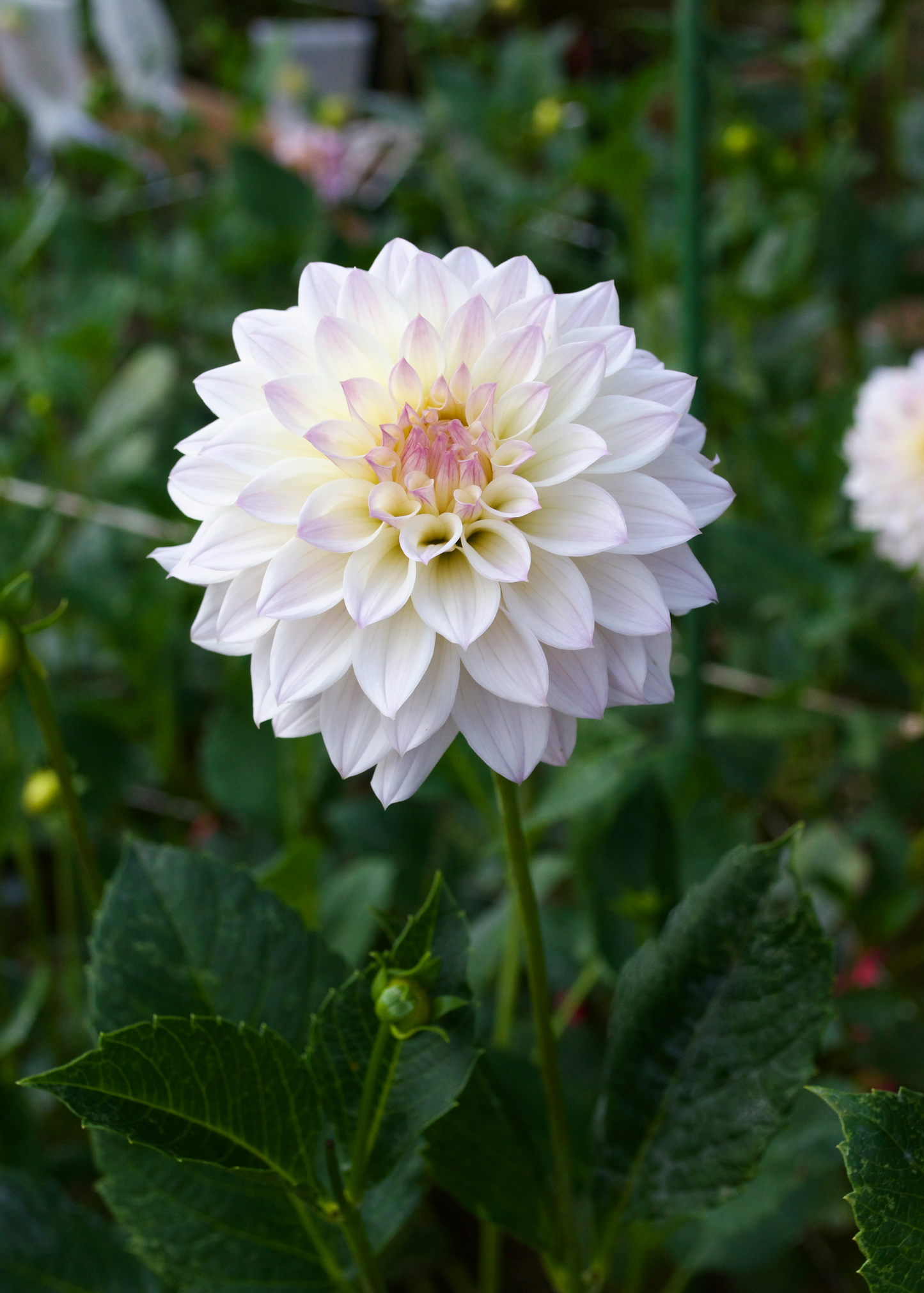 Dahlia Bloomquist Compare