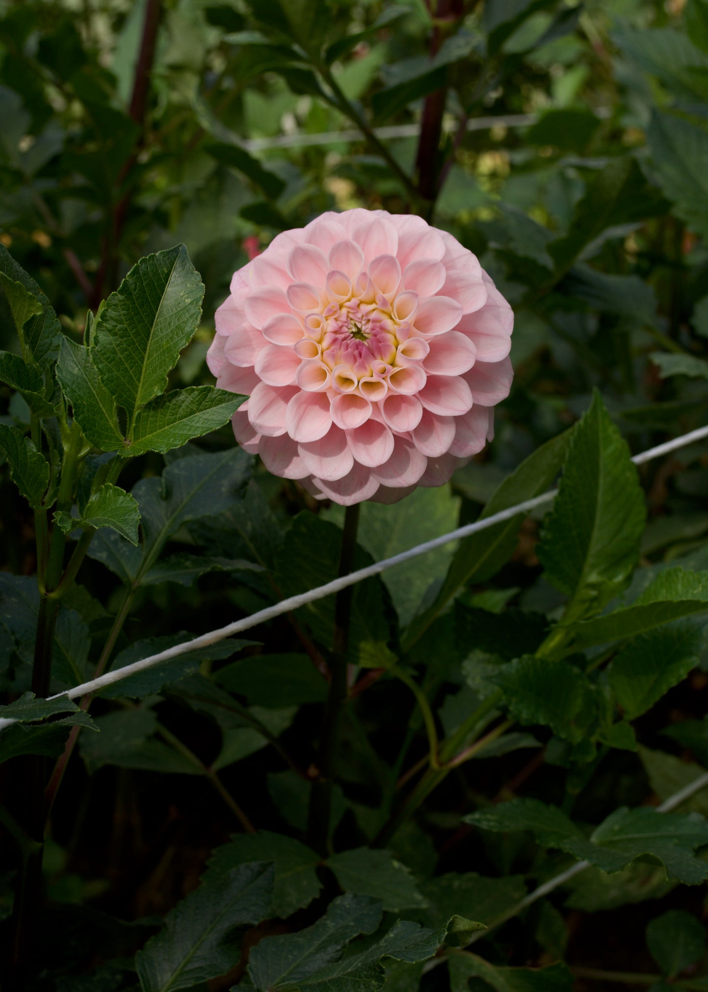 Dahlia 20th Ave Memory