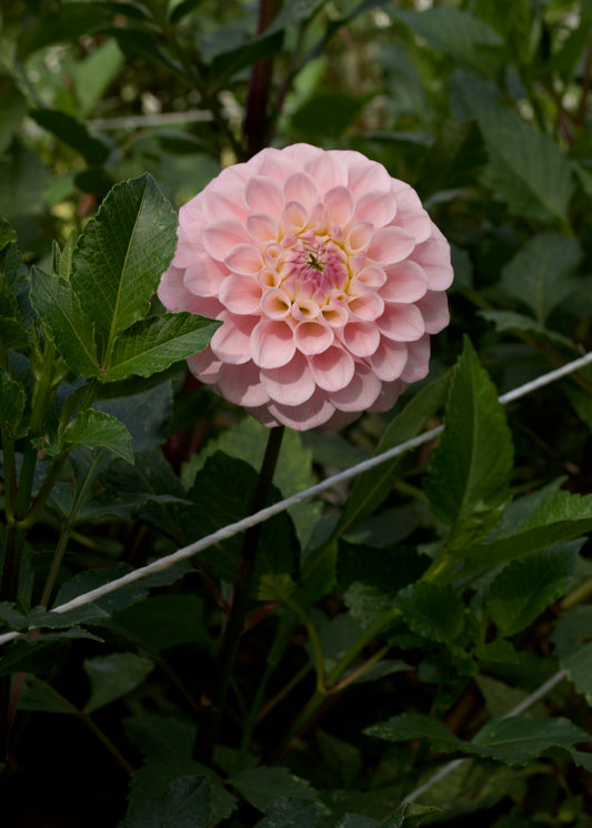 20th Ave Memory Dahlia