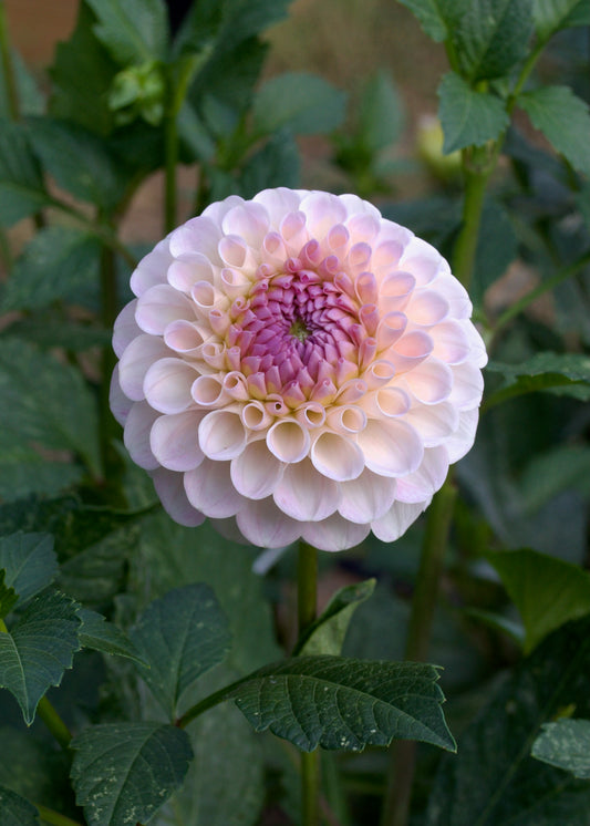 Dahlia 20th Ave Memory