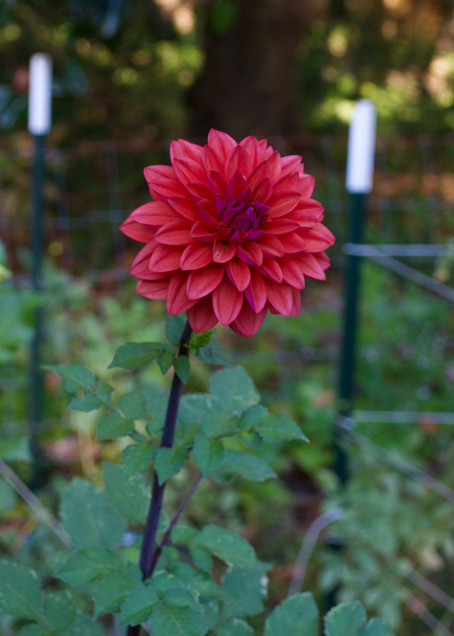 Dahlia American Dawn