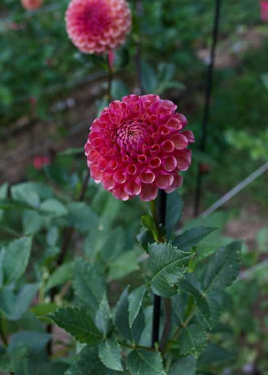 Burfoot Pasta Dahlia