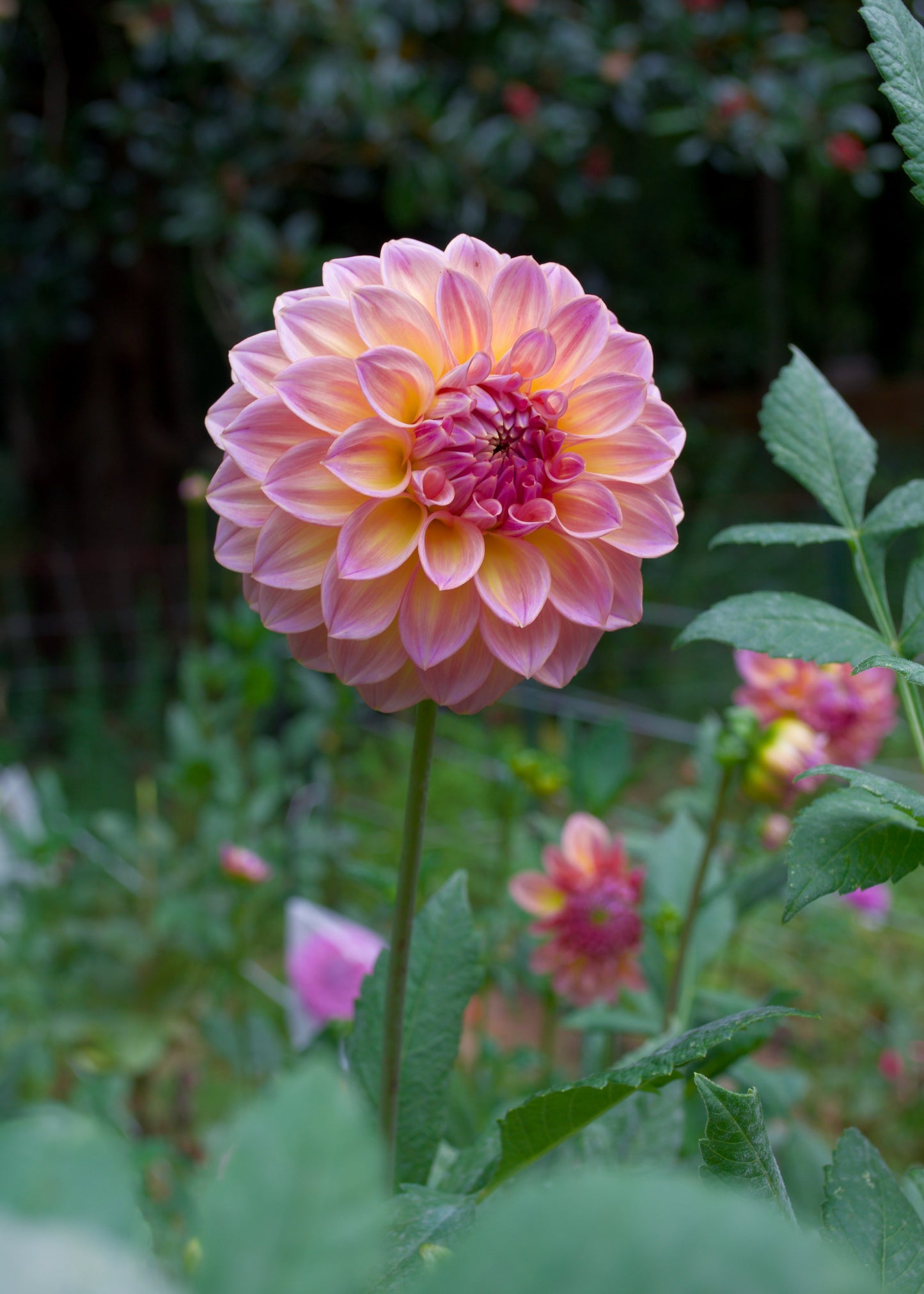 Dahlia Bloomquist Dave