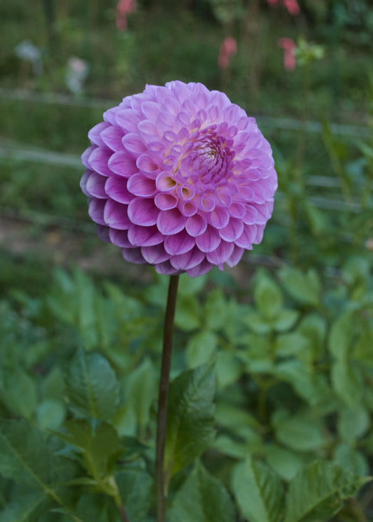 Dahlia 20th Ave Old Major