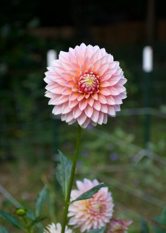 Dahlia Skipley Spot of Gold