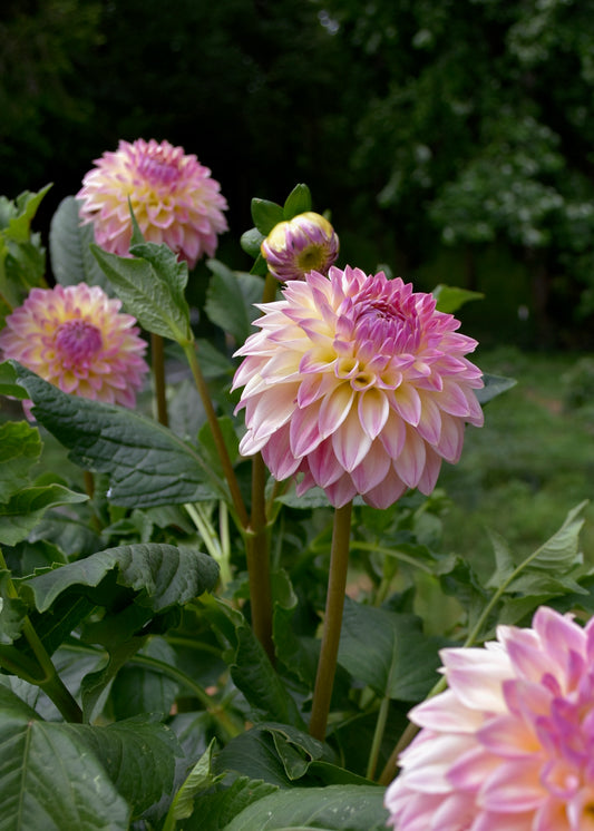 Bloomquist Alan - Grower's Grade 40% OFF