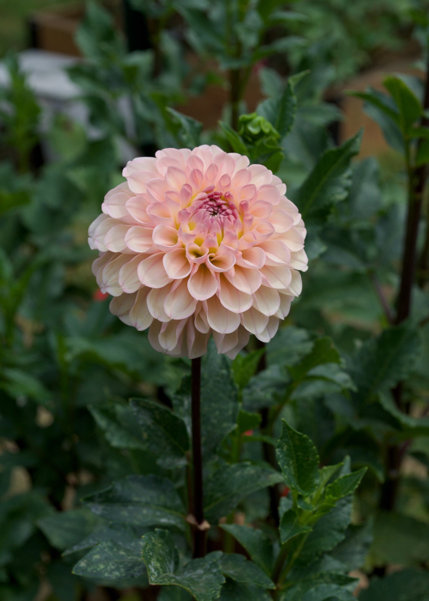 Levi's Revenant Dahlia