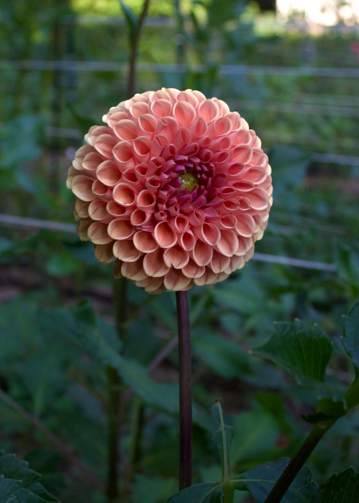 Jomanda - Grower's Grade 40% OFF
