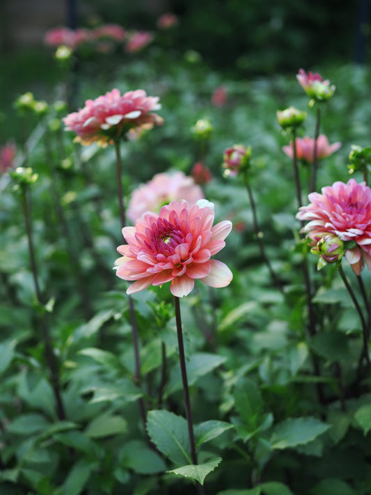 Dahlia Château de la Bourdaisière