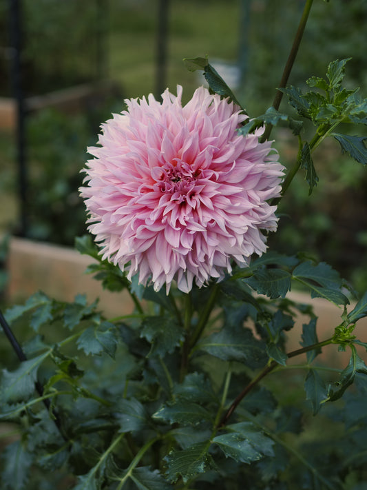 Dahlia Formby Monarch