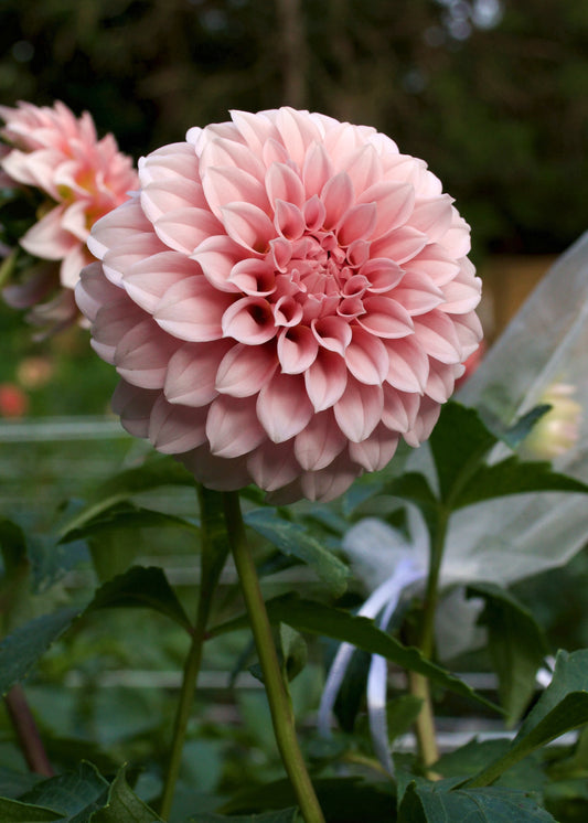Dahlia Peaches 'n' Cream