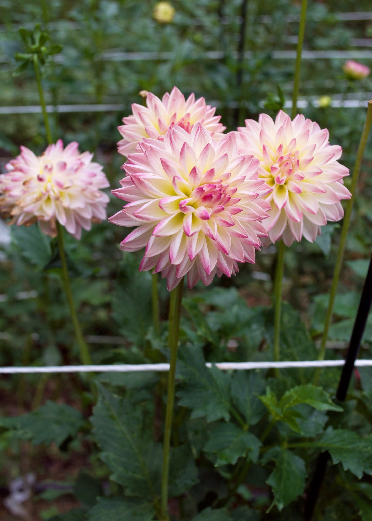 Dahlia Valley Porcupine