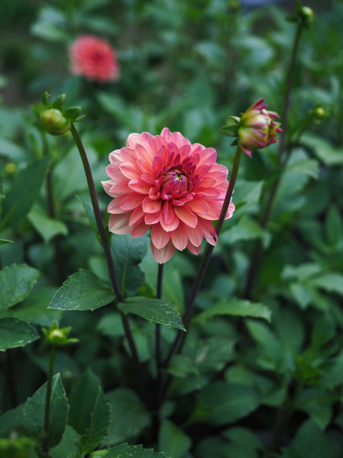 Dahlia Château de la Bourdaisière