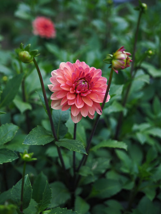Dahlia Château de la Bourdaisière