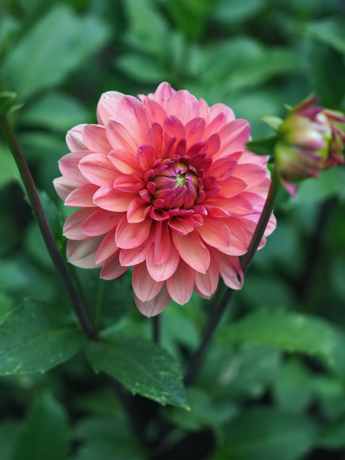 Dahlia Château de la Bourdaisière