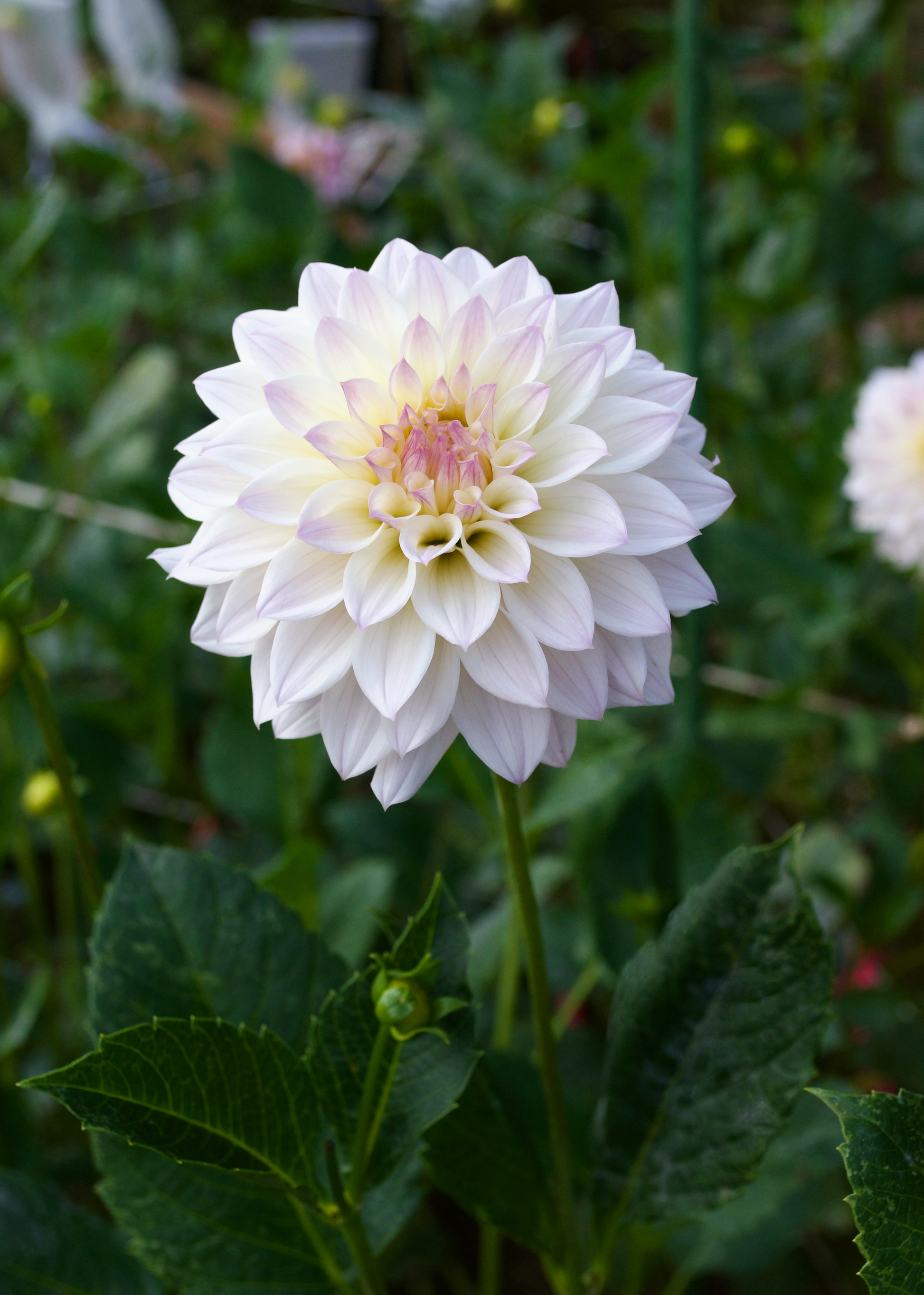 Dahlia Bloomquist Compare