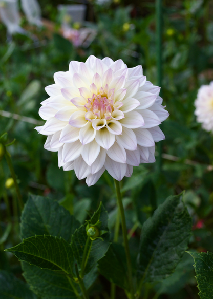 Dahlia Bloomquist Compare