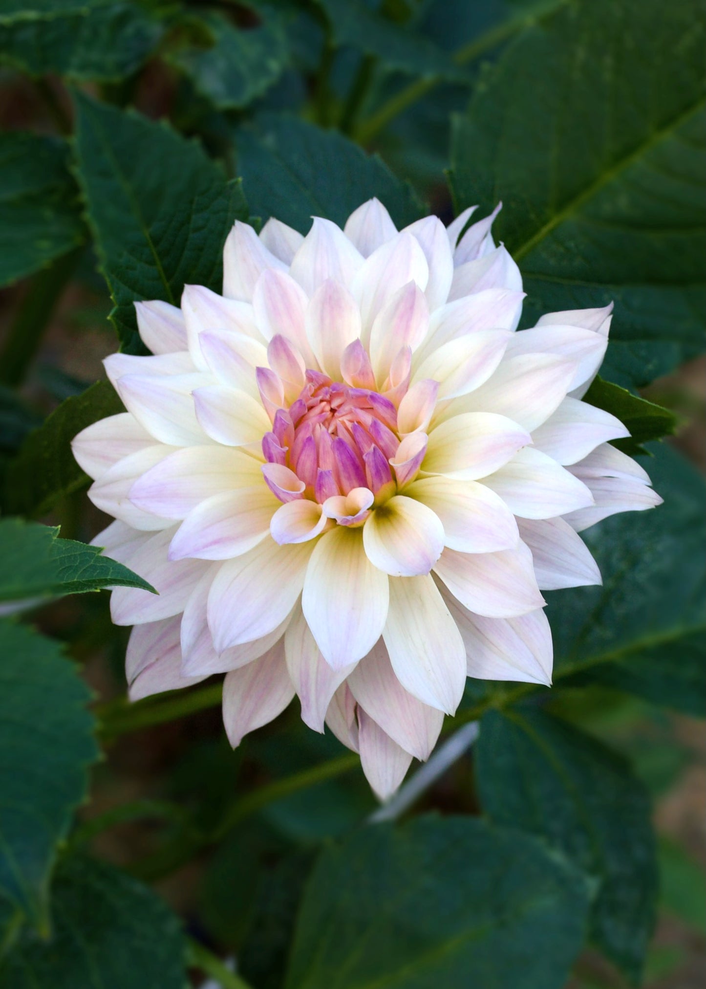 Dahlia Bloomquist Compare