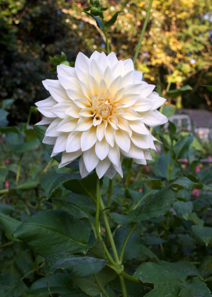 Dahlia Café au Lait