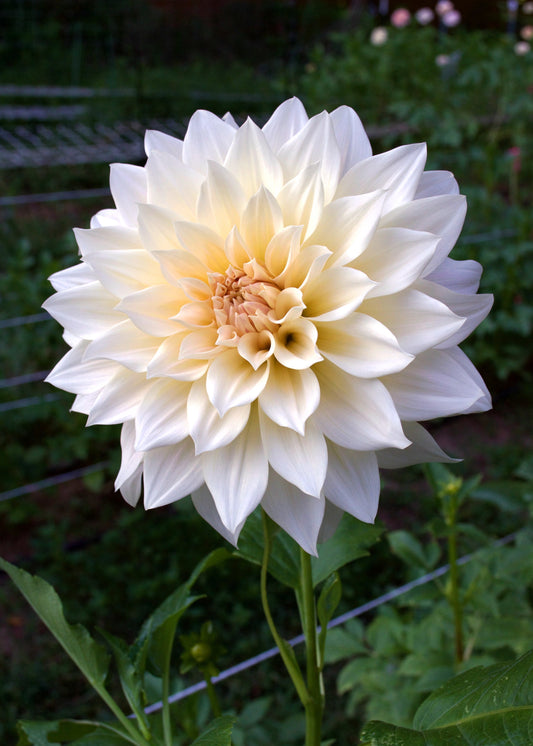 Dahlia Café au Lait