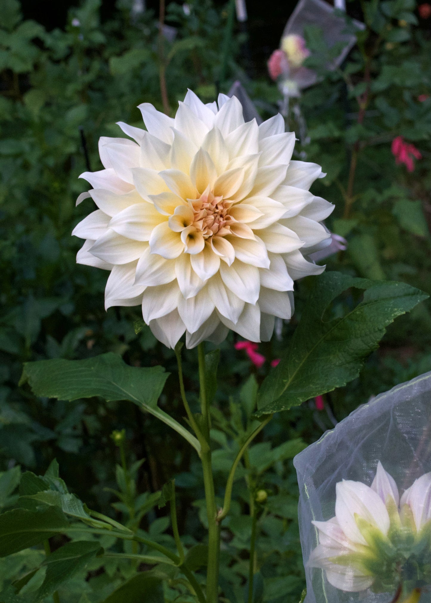 Dahlia Café au Lait