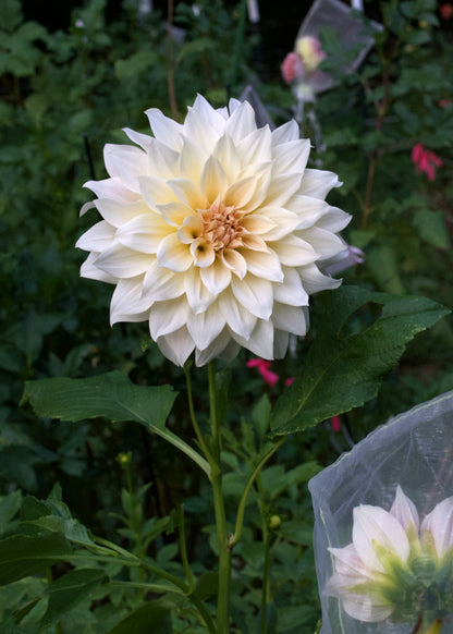 Dahlia Café au Lait