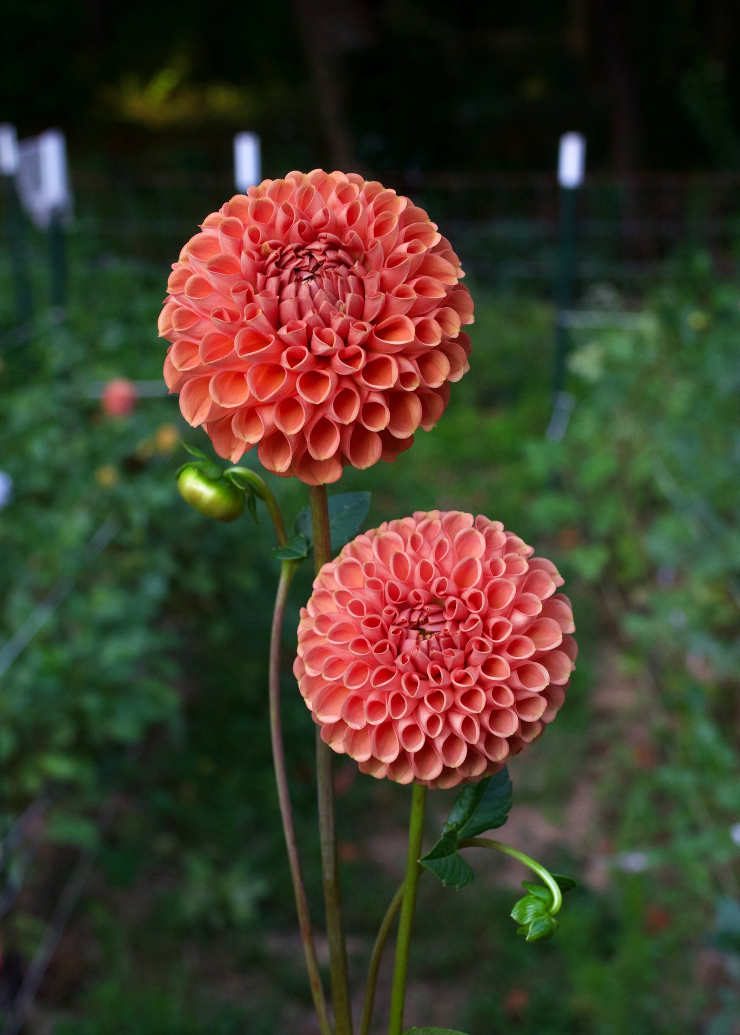 Dahlia Cornel Bronze