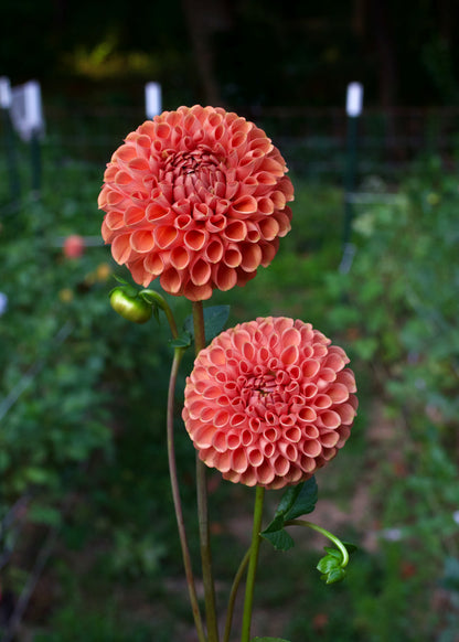 Dahlia Cornel Bronze