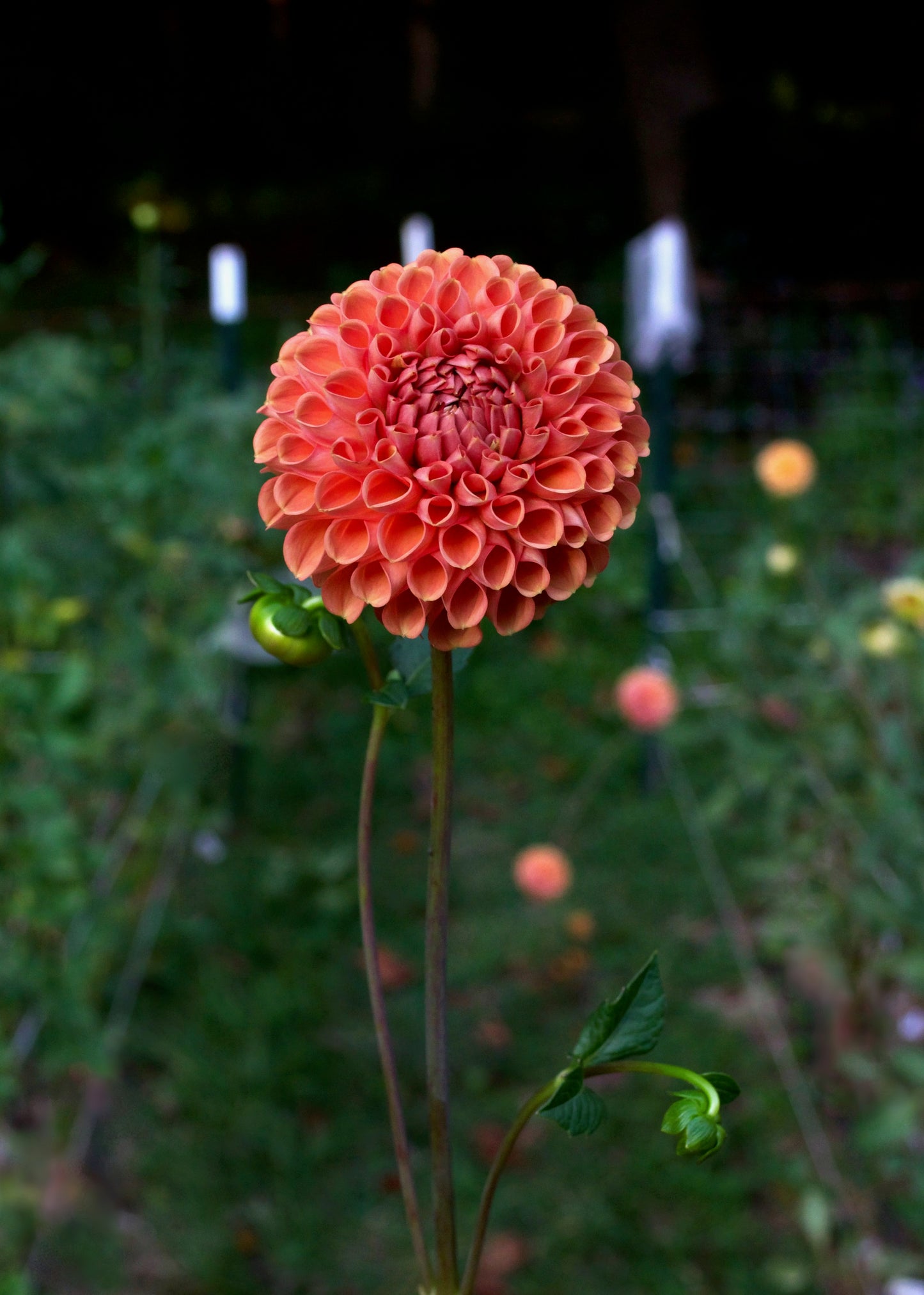 Dahlia Cornel Bronze