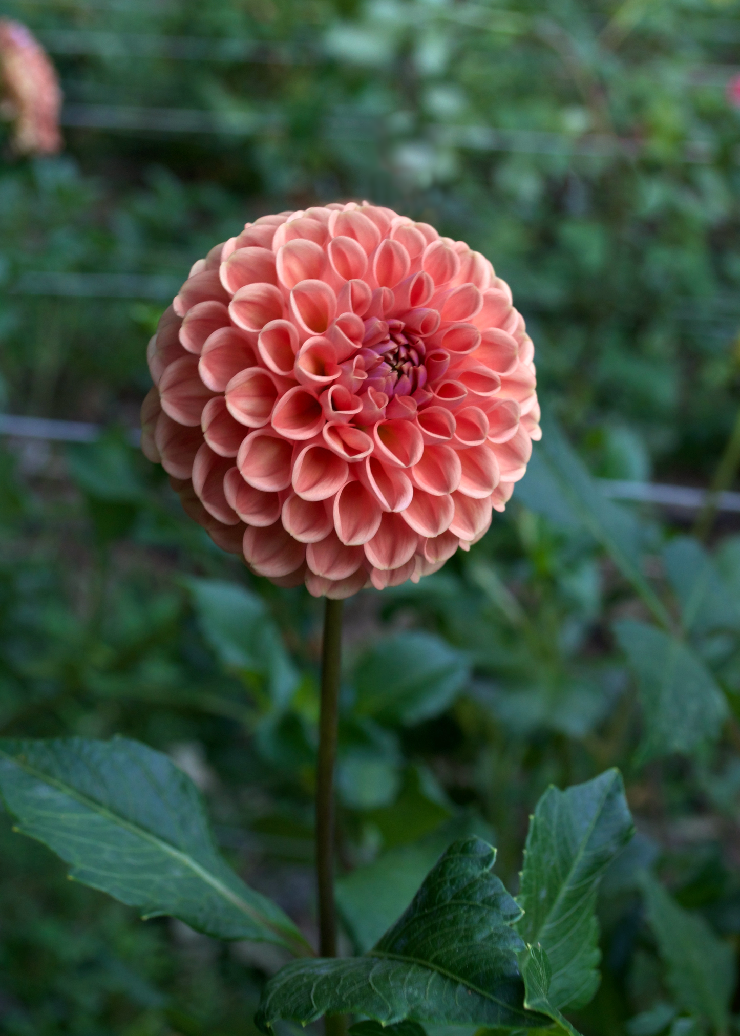 Dahlia Cornel Bronze