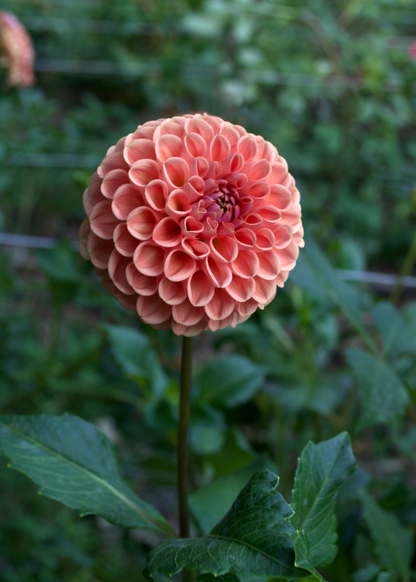 Dahlia Cornel Bronze