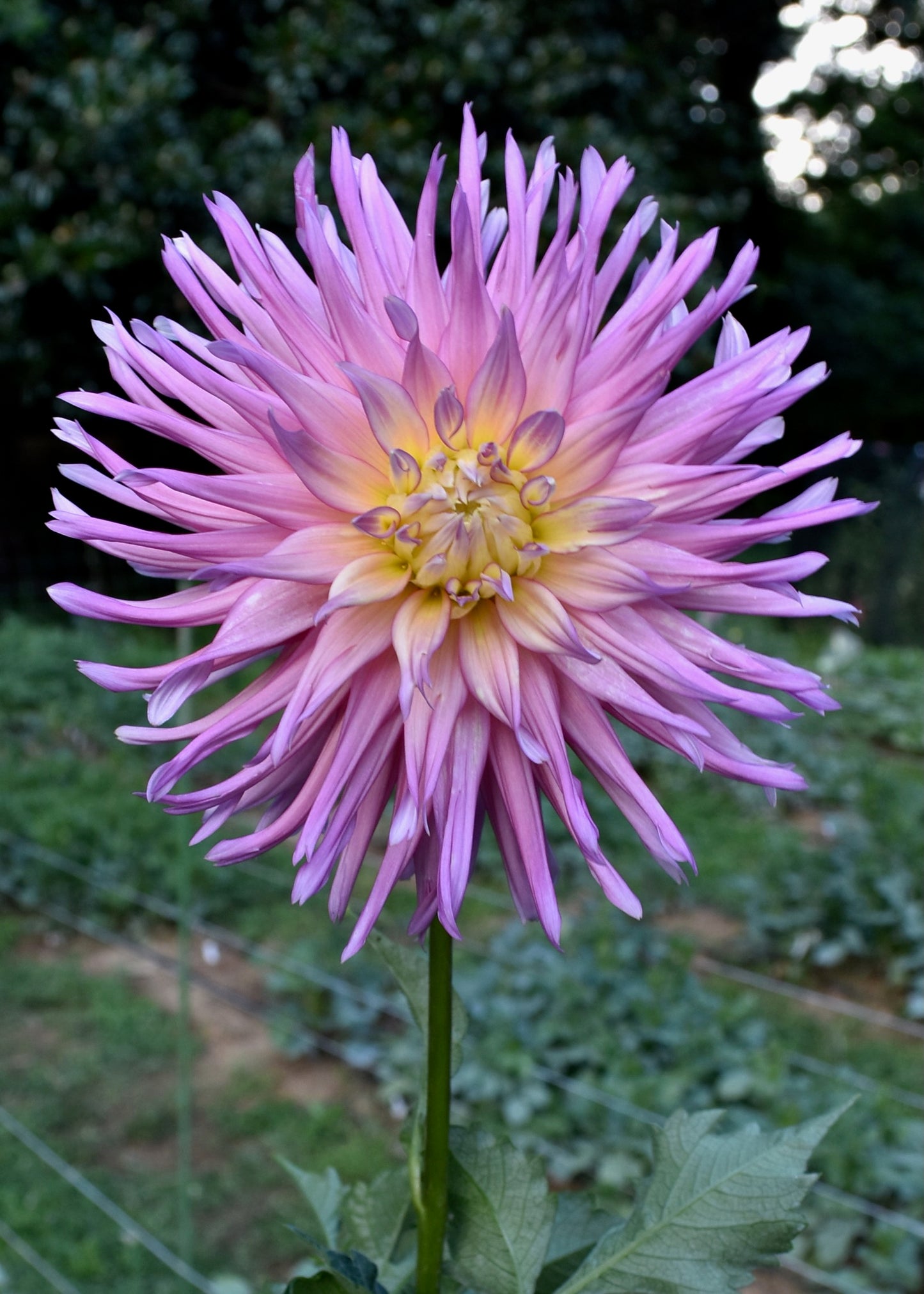 Dahlia AC Poke