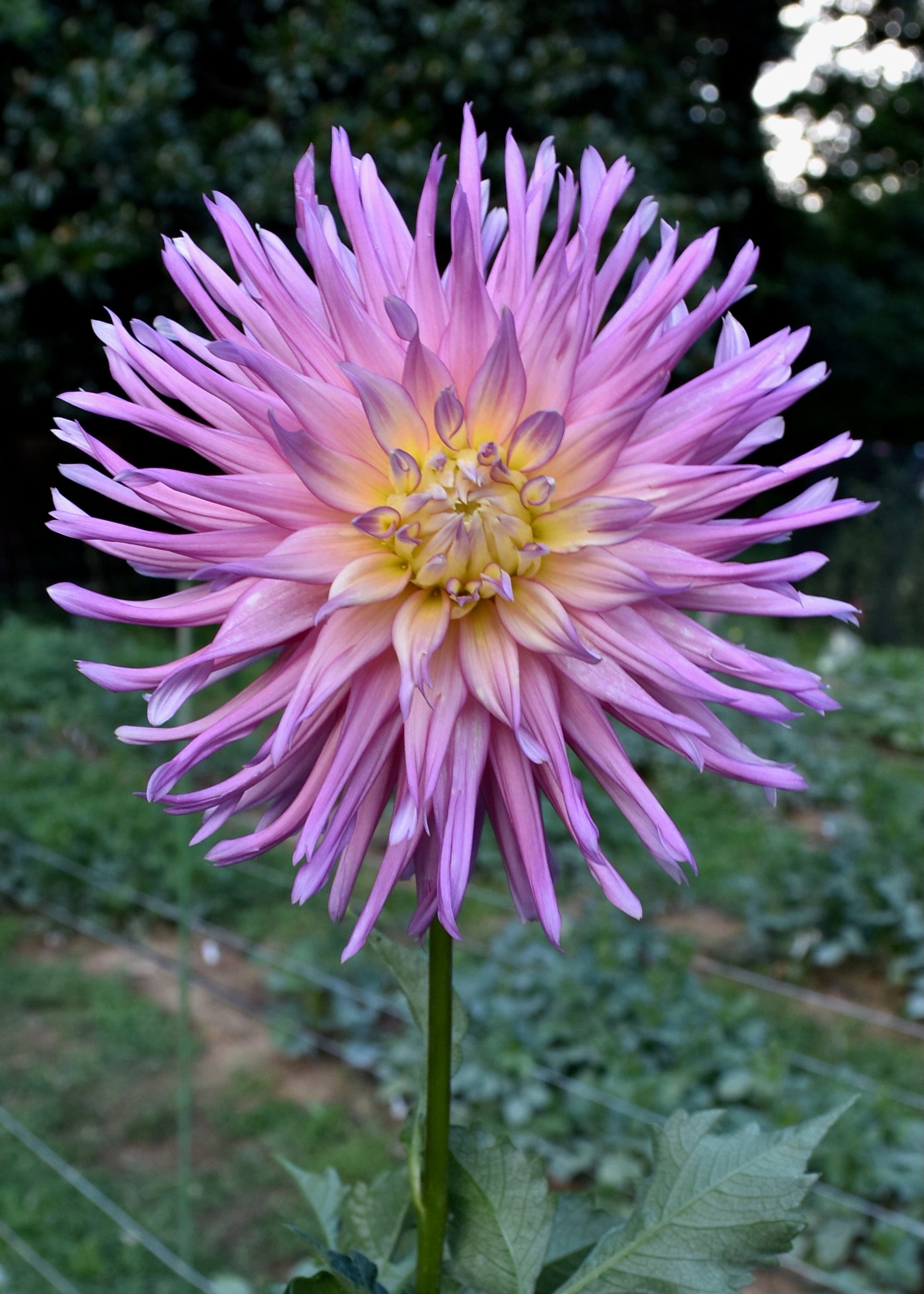 Dahlia AC Poke