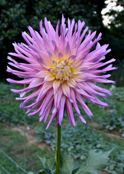 Dahlia AC Poke