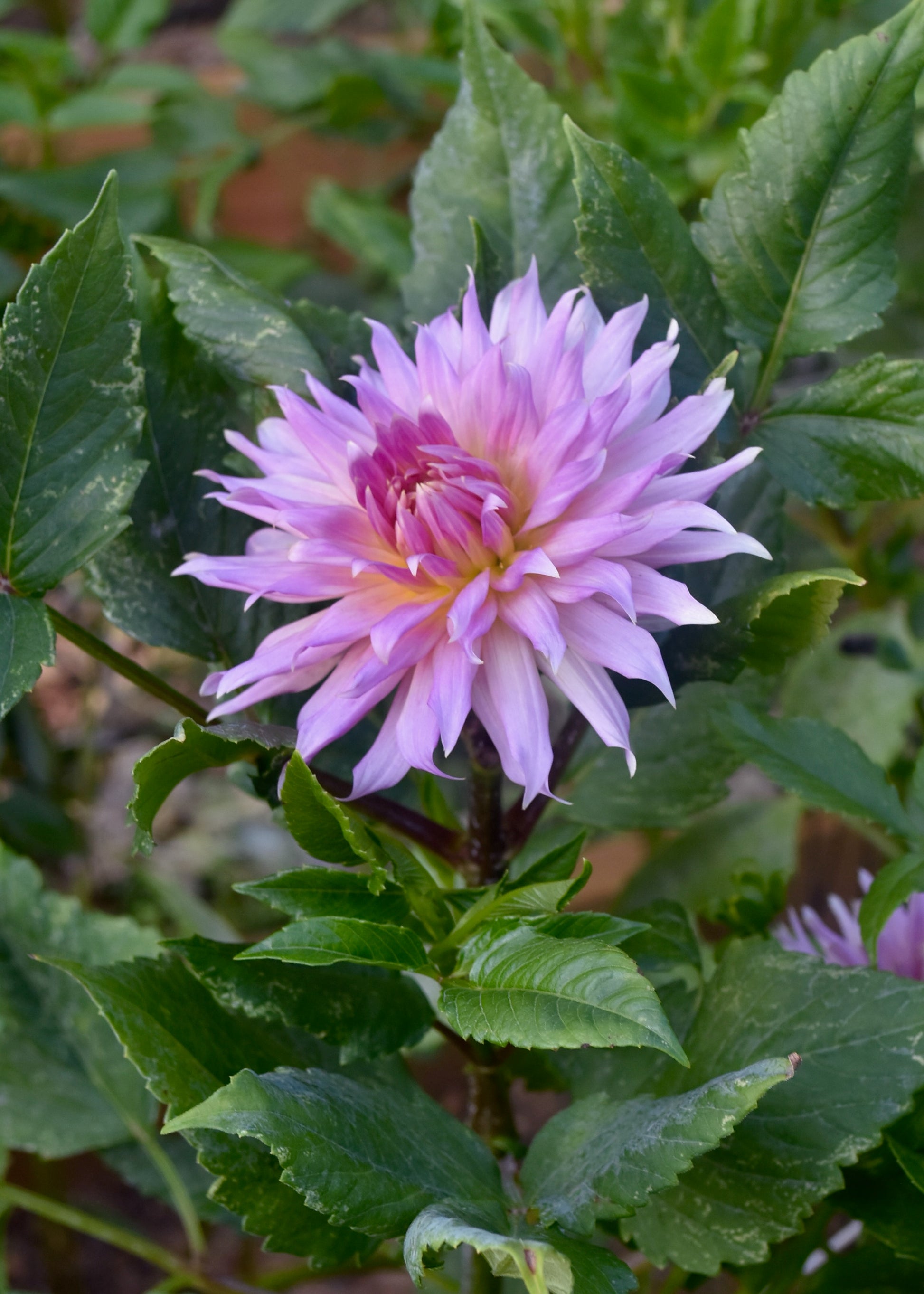 Dahlia Wyn's Mauve Mist