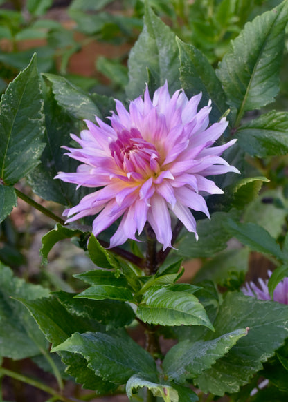 Dahlia Wyn's Mauve Mist