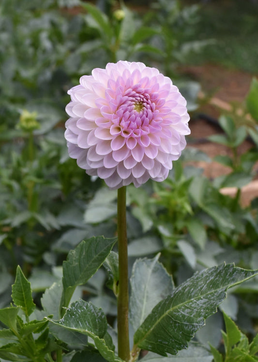 Dahlia Megan Dean