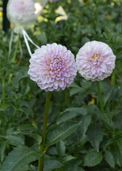 Dahlia Megan Dean