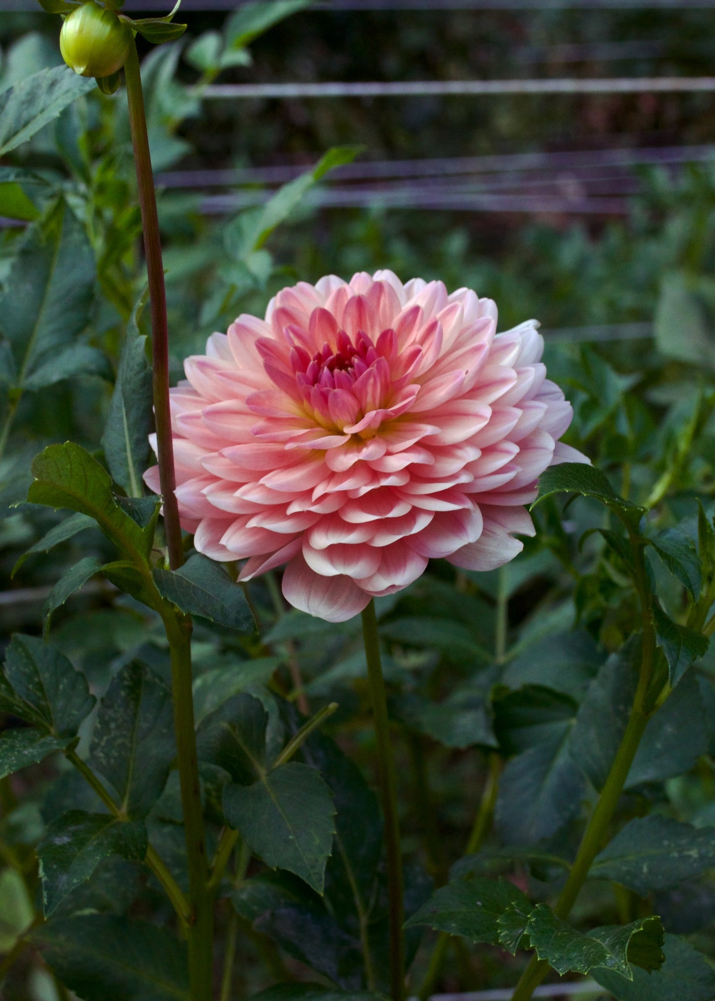 Dahlia Fawn