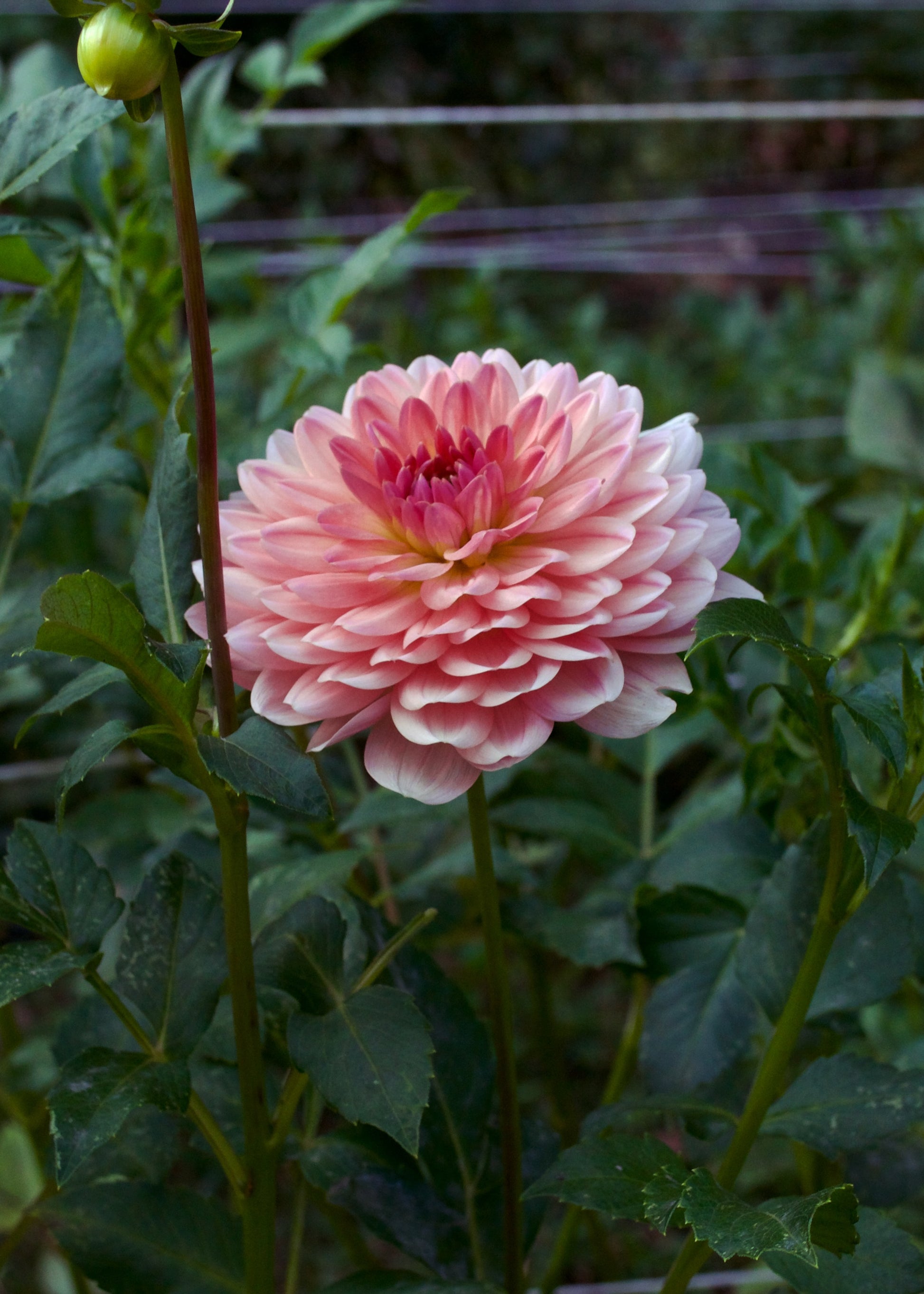Dahlia Fawn