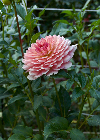Dahlia Fawn