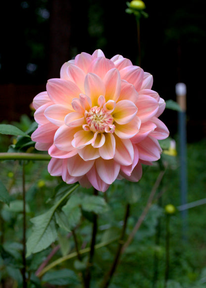Dahlia Sheer Heaven