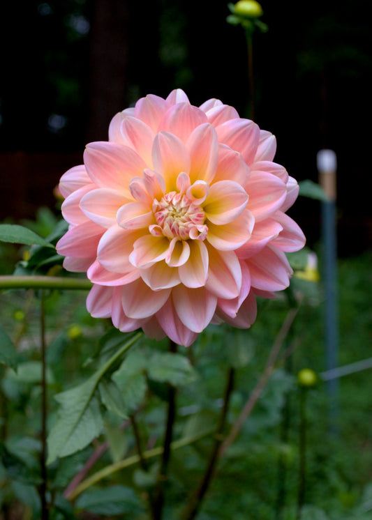 Dahlia Sheer Heaven