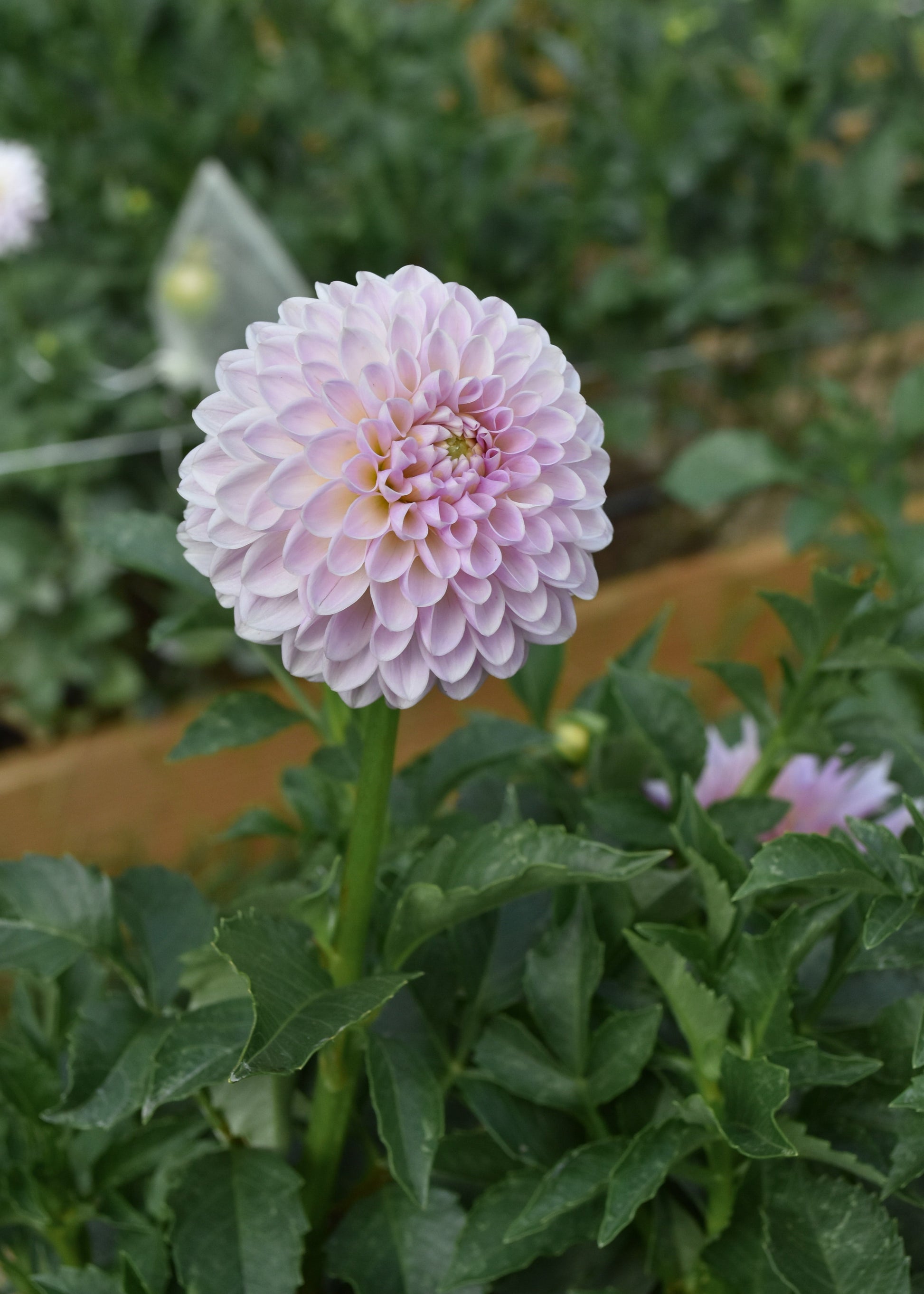 Dahlia Megan Dean