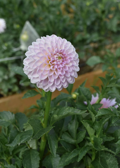 Dahlia Megan Dean