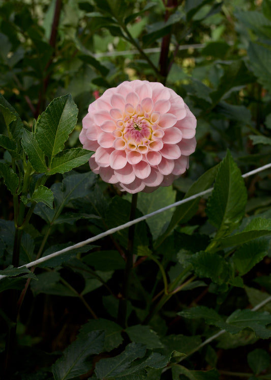 20th Ave Memory Dahlia