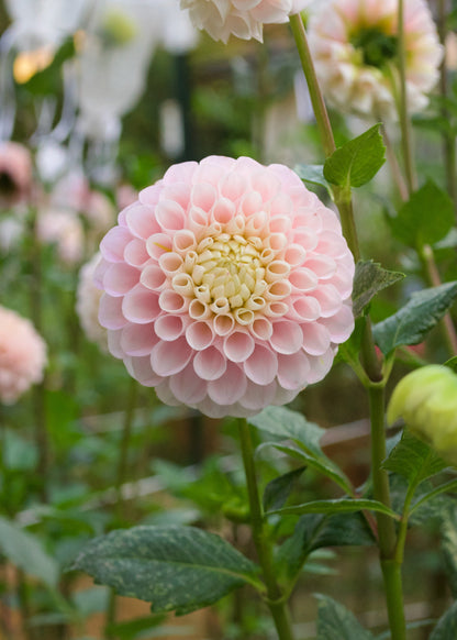 Dahlia 20th Ave Memory