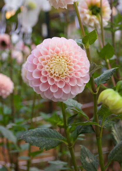 Dahlia 20th Ave Memory