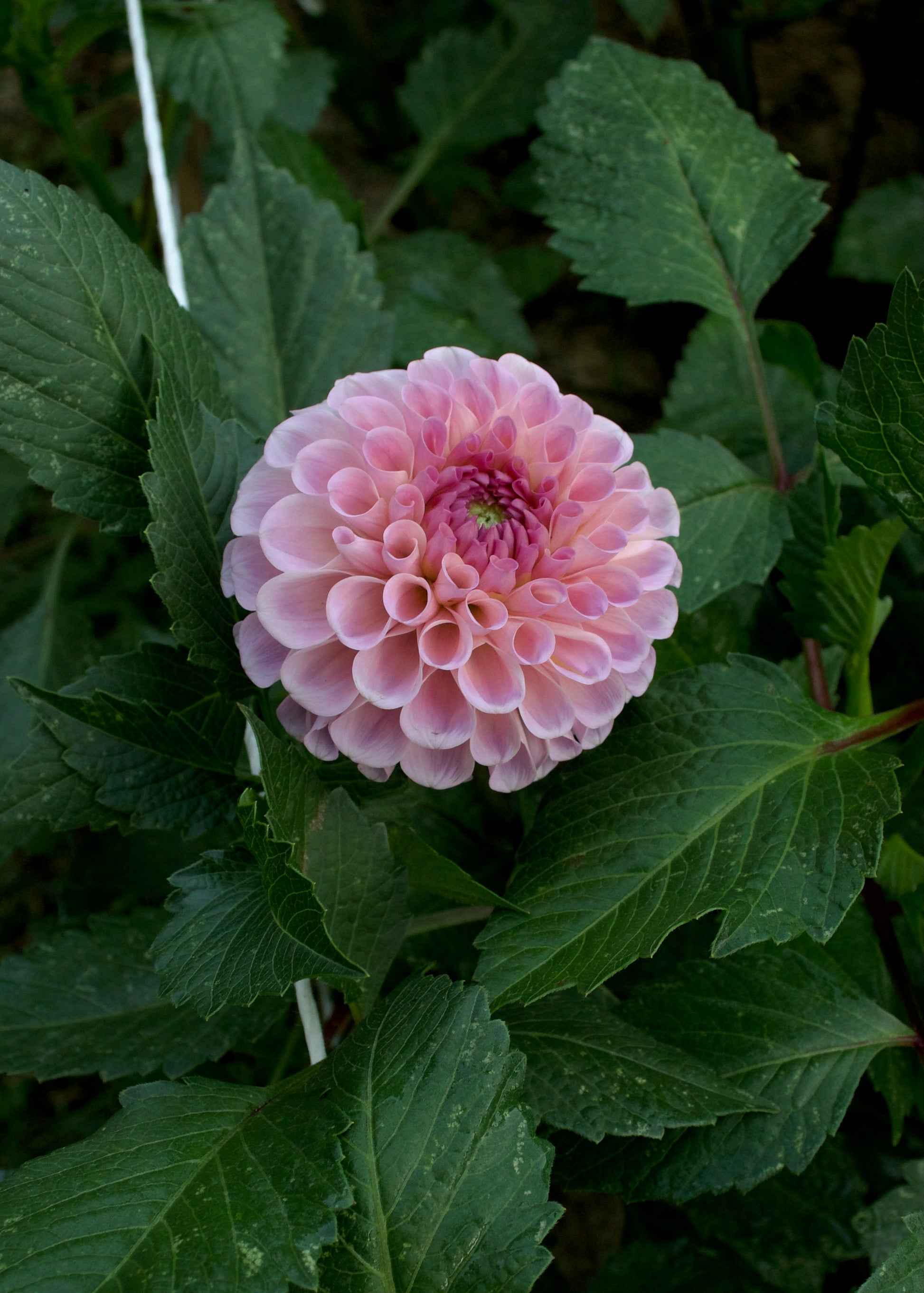 20th Ave Memory Dahlia