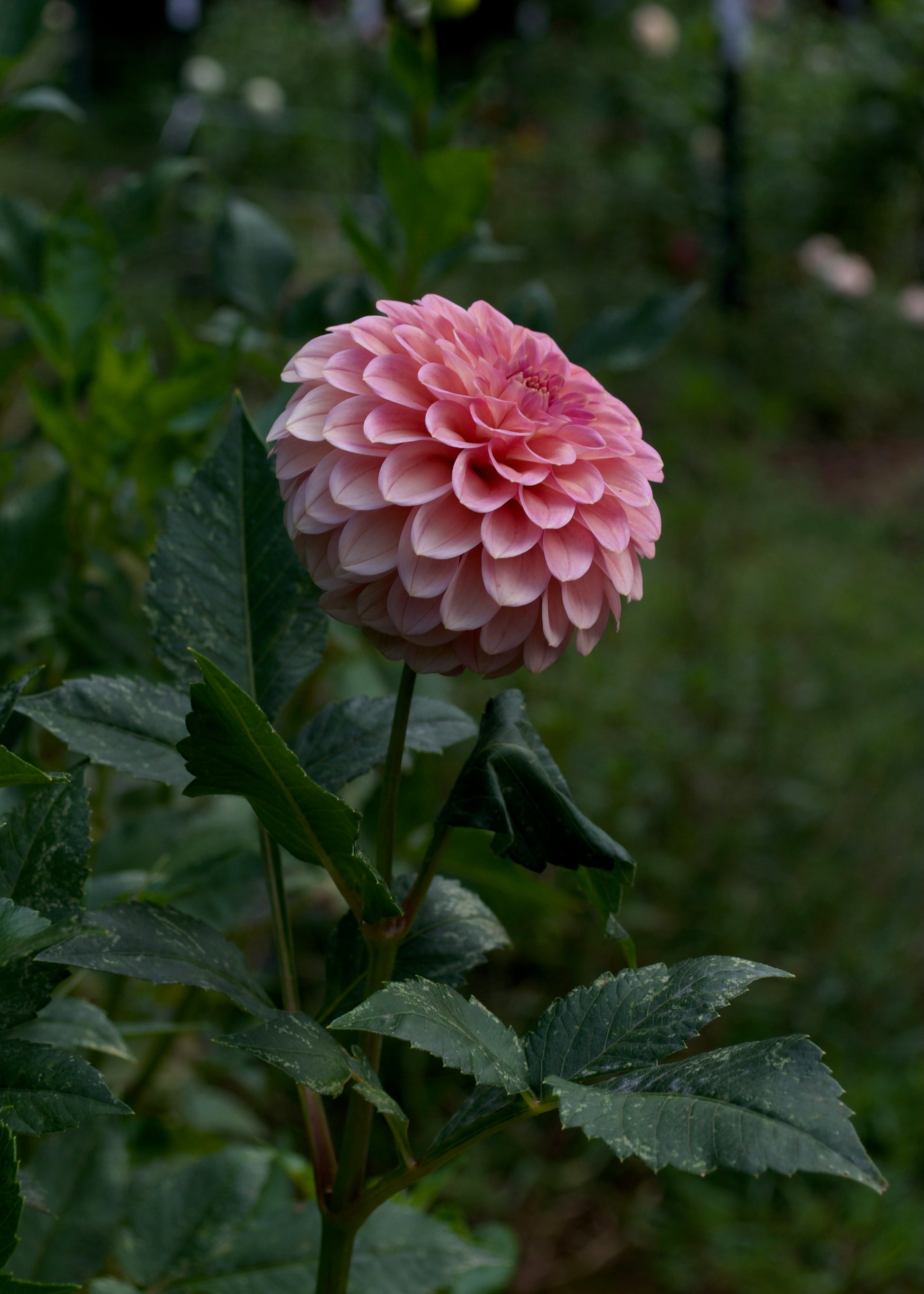 Dahlia Rock Run Ashley